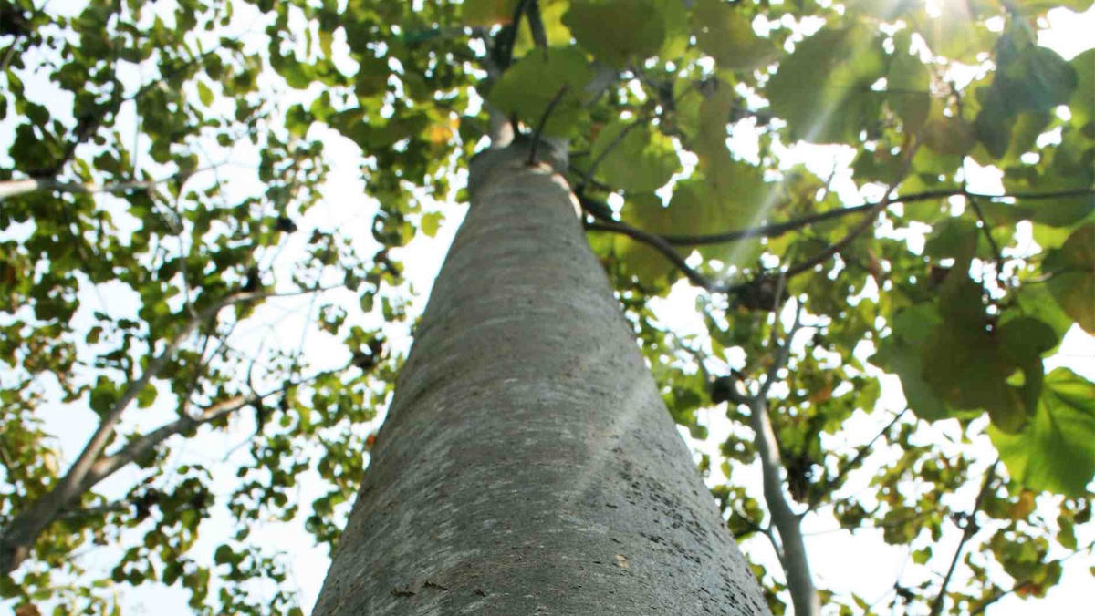 Balsa trees from Ecuador provide the renewable raw material behind our high-performance balsa core products.
